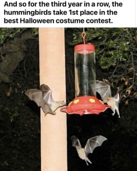 hummingbirds halloweenn.jpg